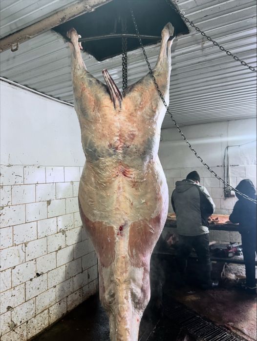 Мясо конины жылқы еті