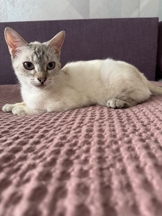 Котенок тайская порода