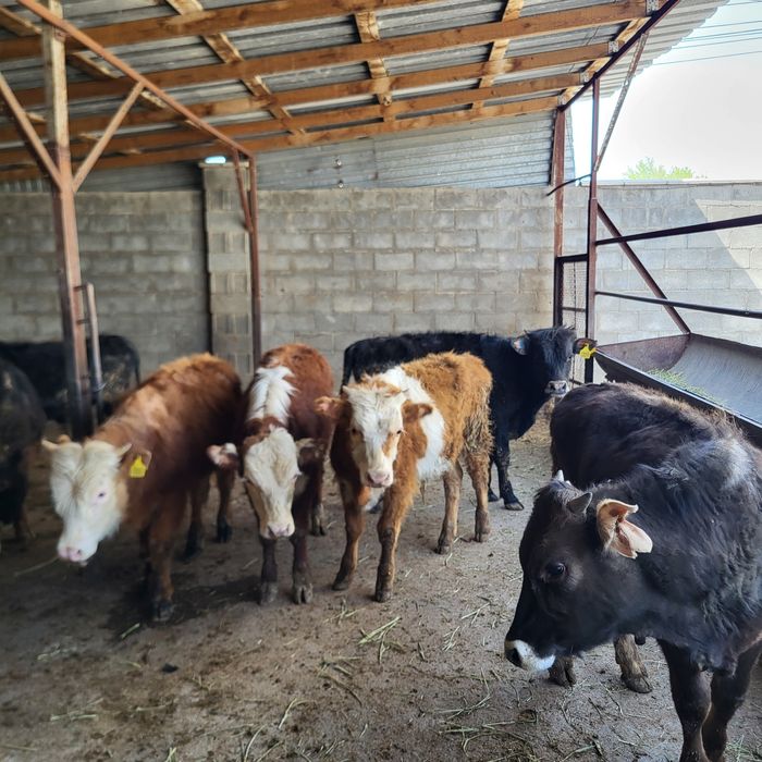 Продам 10 голов бычков