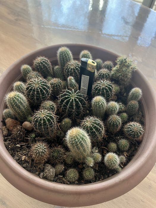 Кактусы маленькие