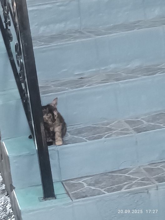 Отдам в хорошие руки. Котёнок, девочка.