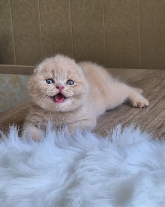 Продаются скоттиш фолд