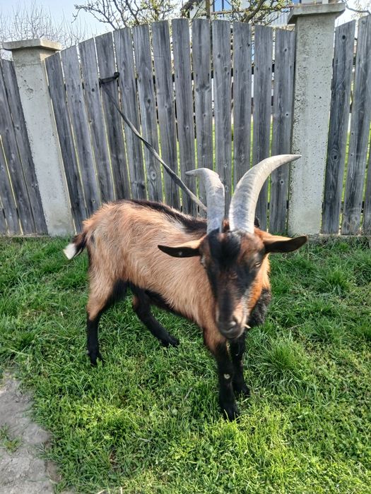 Vînd țap crescut de mic