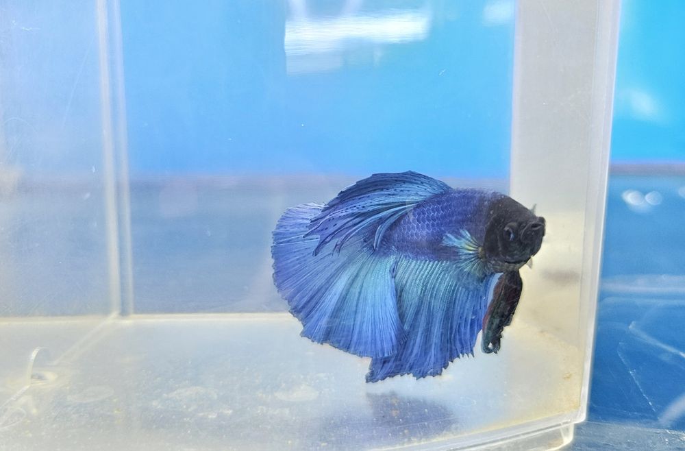 Рыбки петушки в наличии!