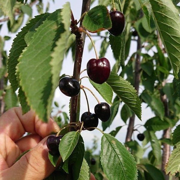 Pomi fructiferi: Cireș amar 10 soiuri  deosebite