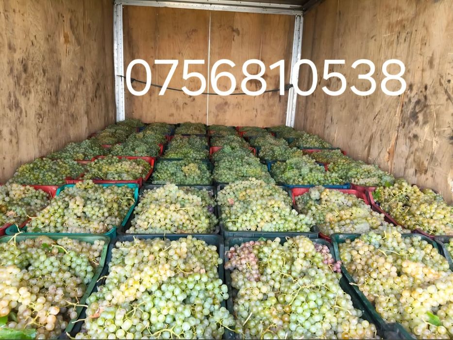 Aducem spre vânzare struguri de vin