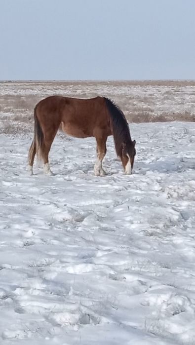 Бес қасқа тай сатылады.