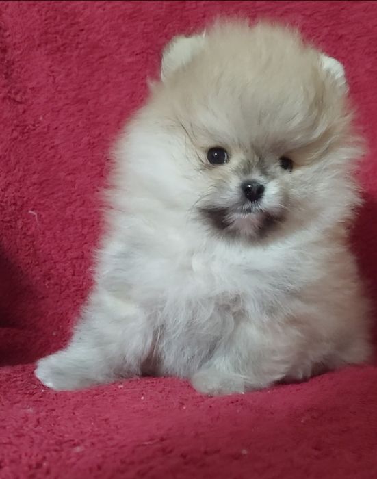 Ну очень красивый мини мальчик