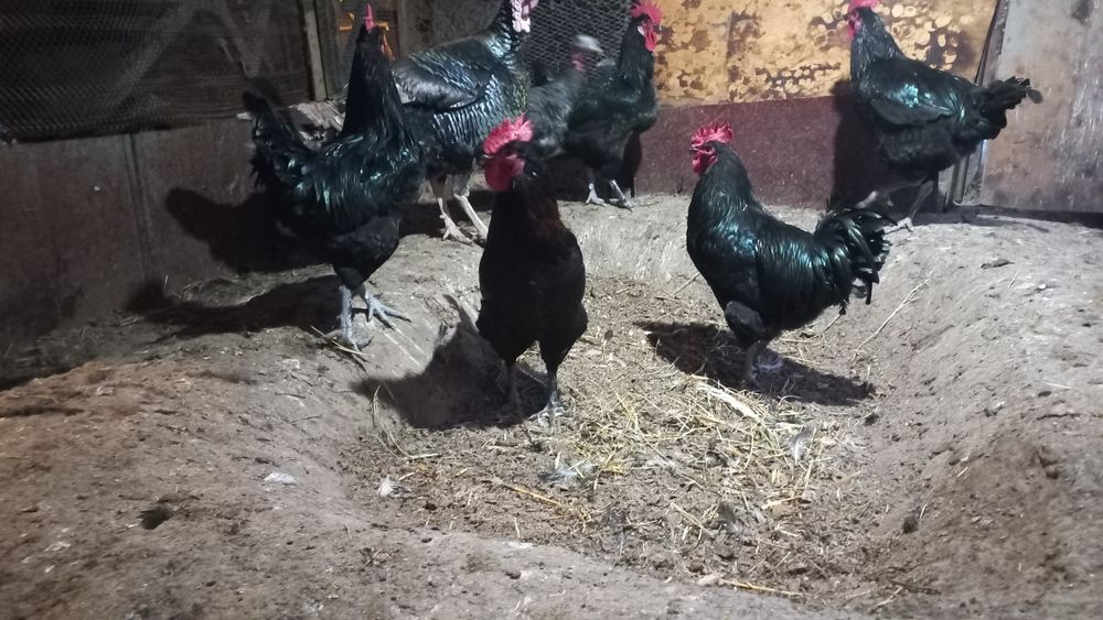 Хурозла сотилади.