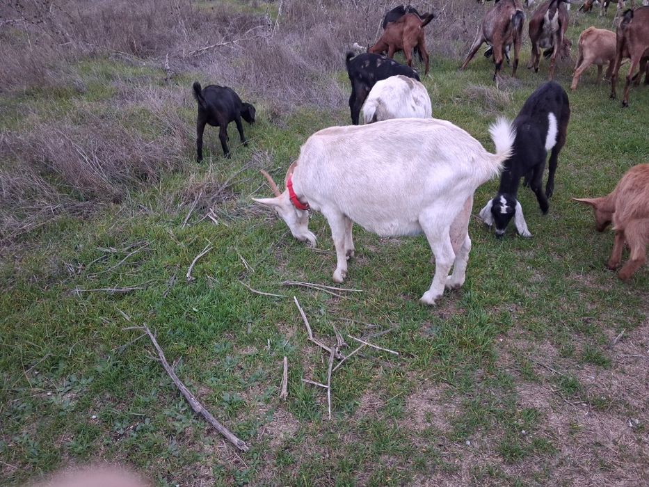 Vand pachet capre de rasa