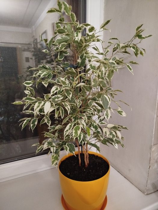 Фикус комнатный.