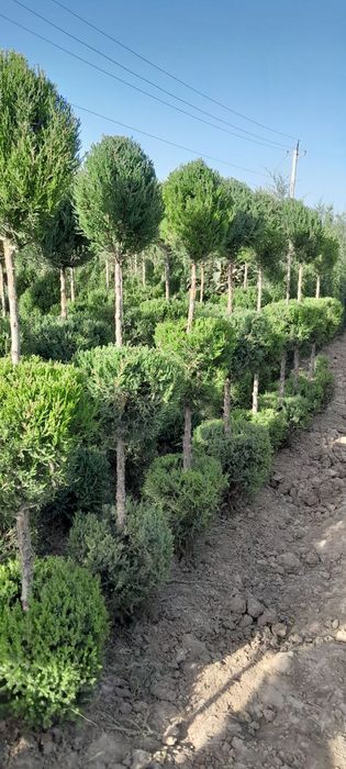 Archa, sasna, tuya, lola daraxti,nandina, magoniya! !