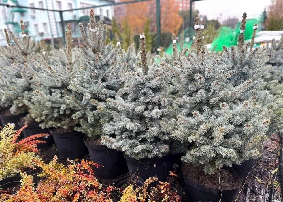 Хвойный растение