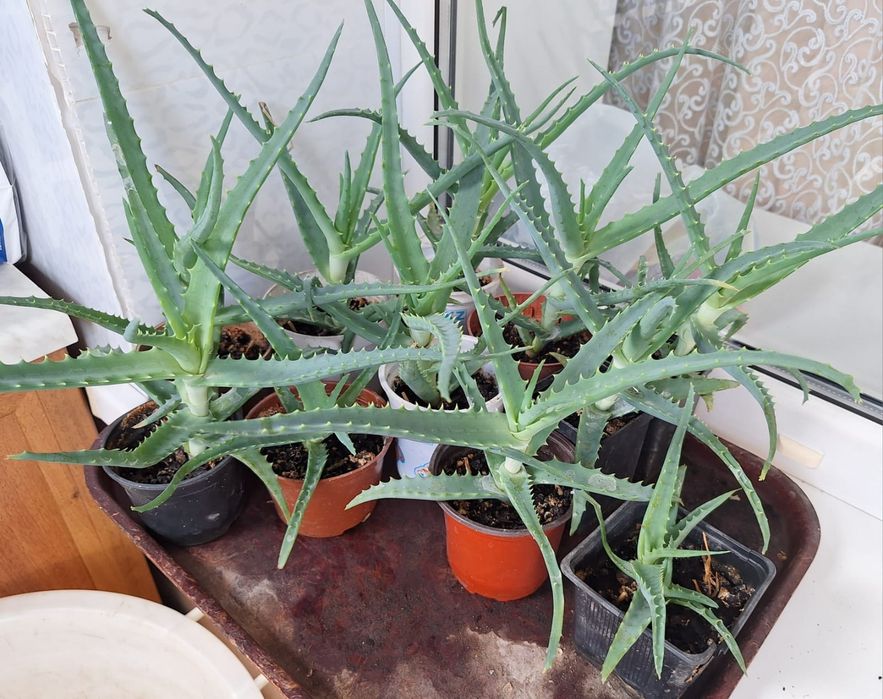 Продам Алоэ в стаканчике