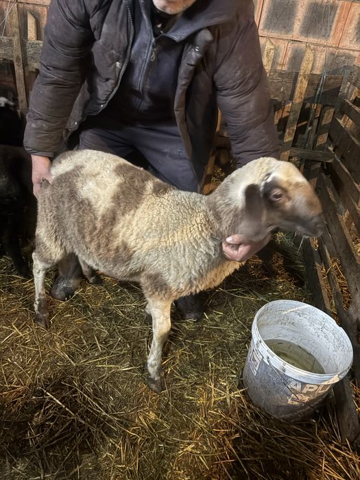 Berbecuti de vanzare