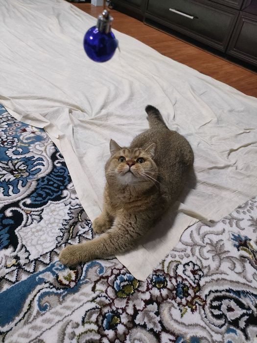 Золотая шиншила мальчик