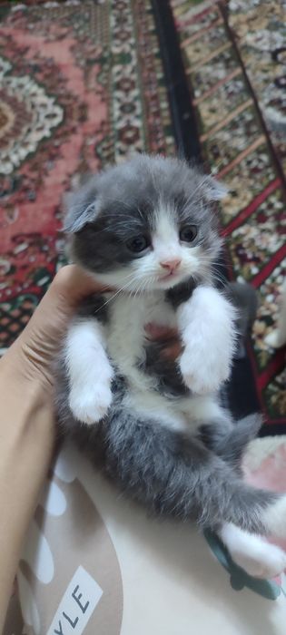40 кунлик зотдор мушукчалар сотилади