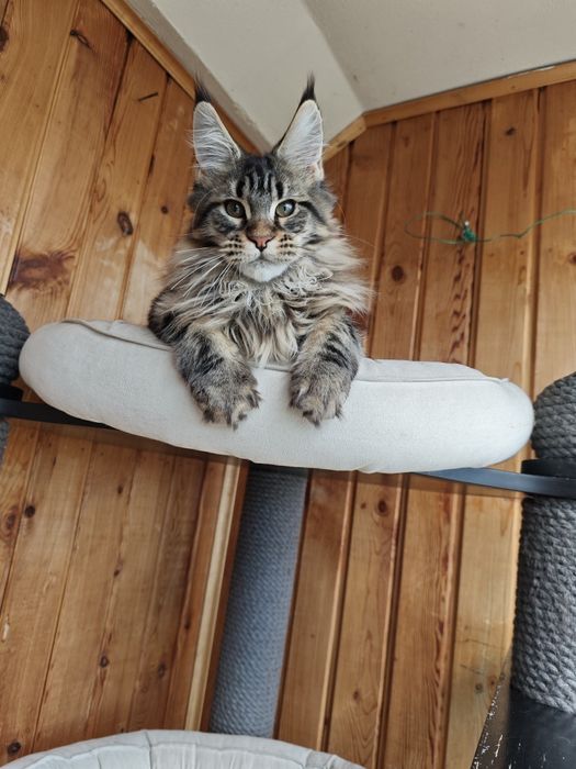 Котенок Мейн кун
