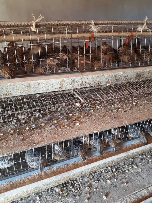 1000 дона бедана жужага мулжалланган сетка сотилади.