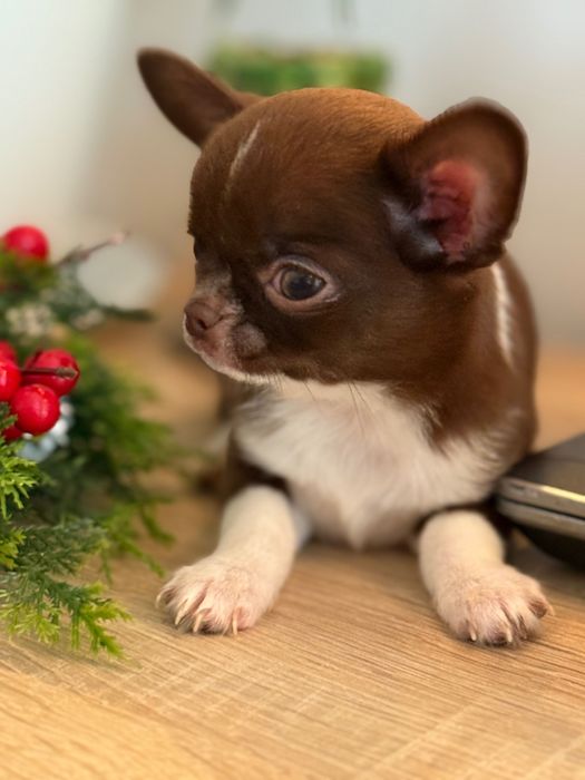 Кученца чихуахуа