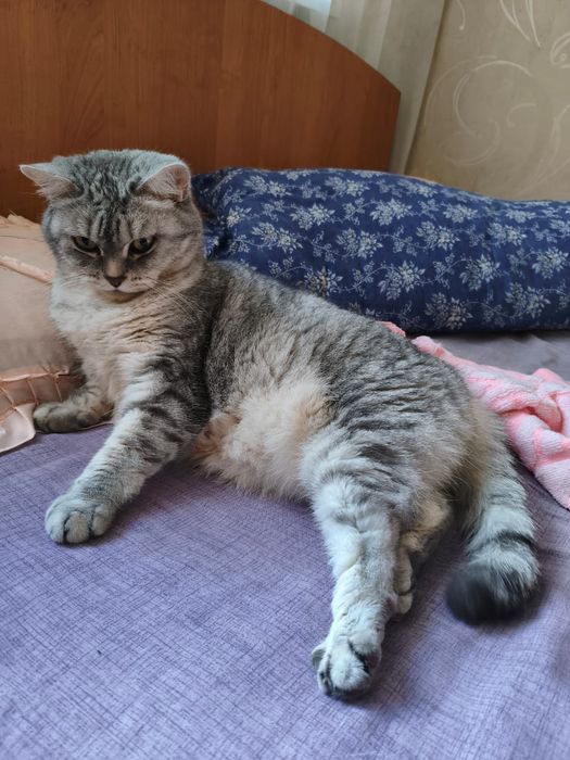 Отдам британская пародия