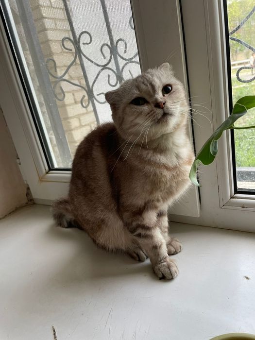 Продам породыстых кошек