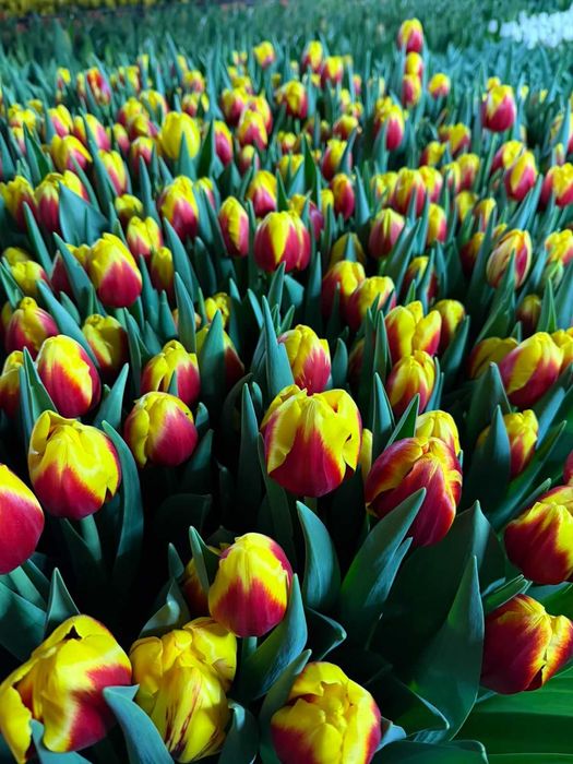 Голландские тюльпаны оптом и в розницу.