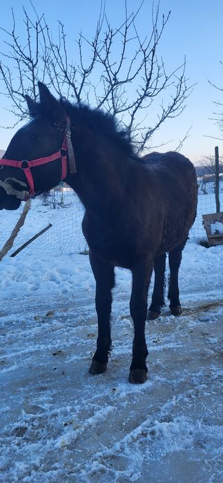 Vând mânză de 8 luni