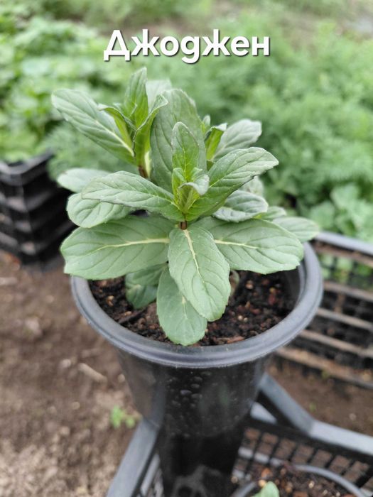 Разсад - Мента, Джоджен, Магданоз, Копър