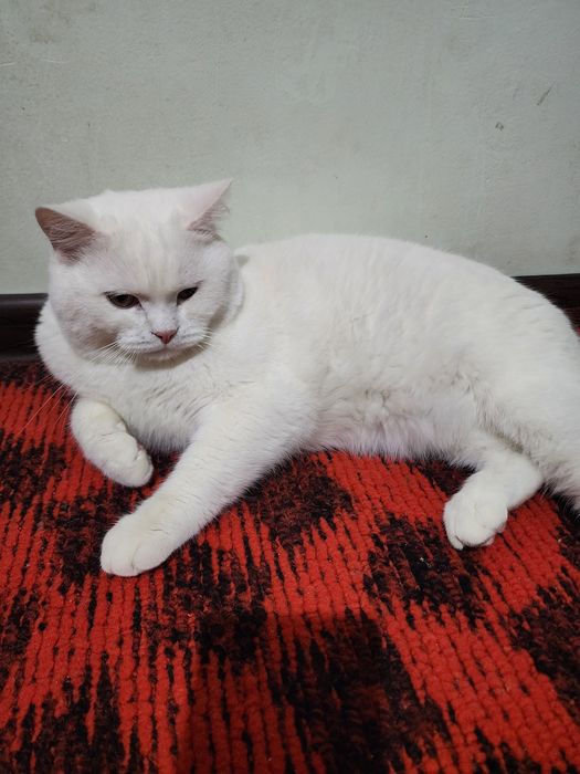 Mushuk xadyaga beriladi