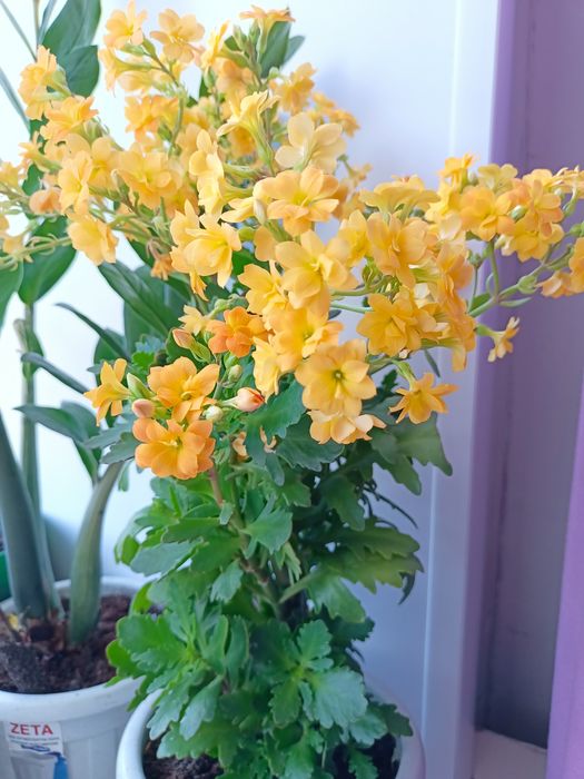 комнатные цветы  .каланхоэ