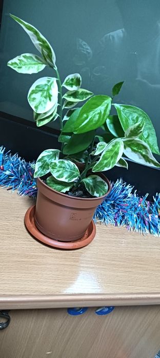 Продам цветок комнатный