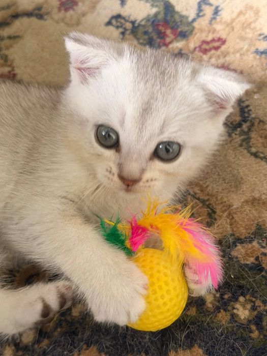 Котят мушук болалари