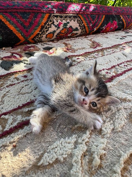 Отдам даром милого котенка.