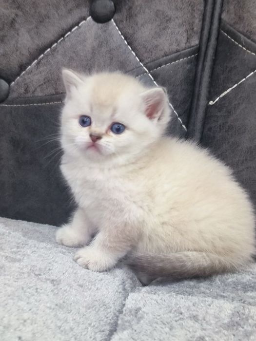 Котенок шиншилла