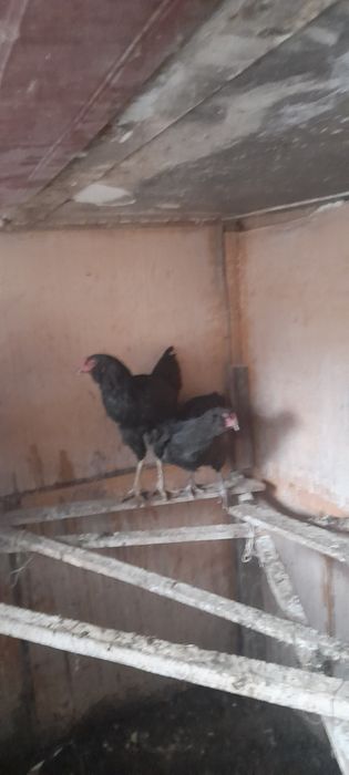 Продаём пару амераукан