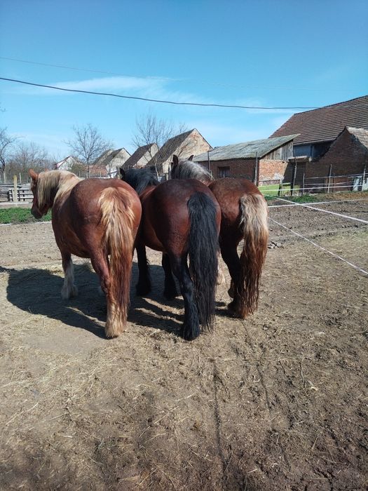 Iepe gestante de vănzare