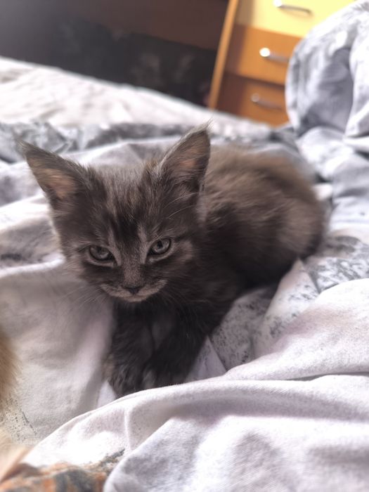 Готовы к продаже деве прекрасные девочки