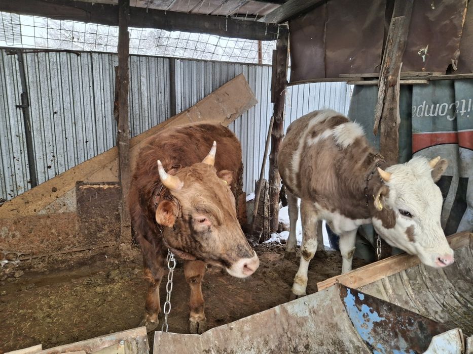 Продам бычка и телку