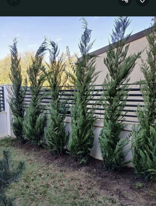 Vand plante ornamentale , maslini maturi de o înalta calitate