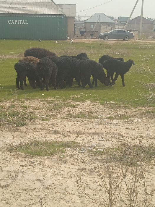 Козылар сатылады козы кой