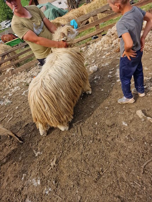Scib berbec băl pe oie briază