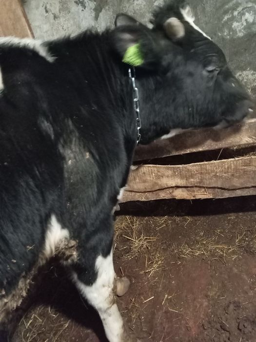 Продам быка на мясо