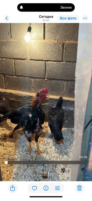 Майски шамо веетнам микс