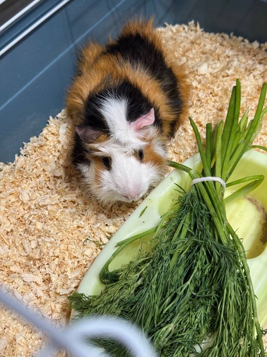 Морская свинка Малчик красавчик