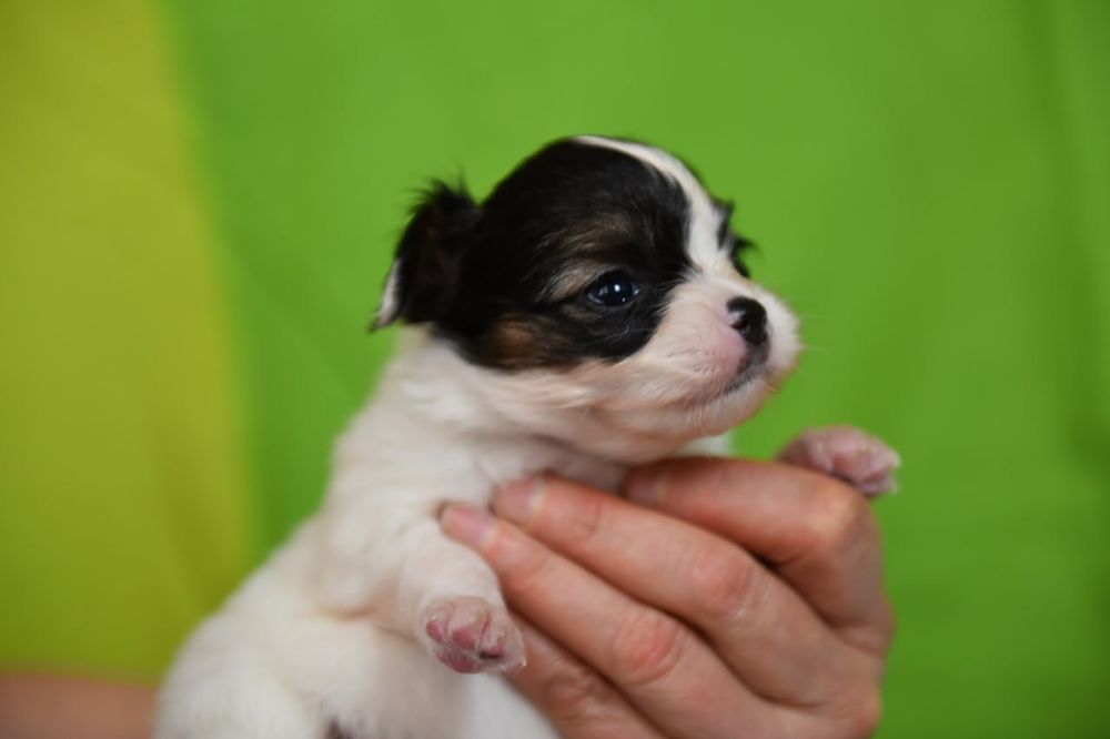 Щенки папийончики