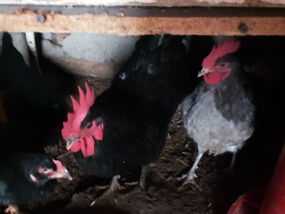 Hamasi tezda sotiladi