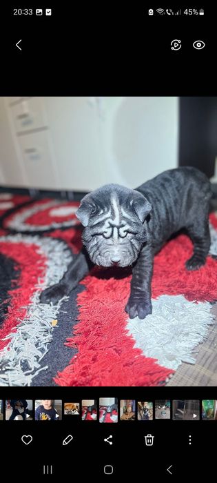 Vând mascul sharpei