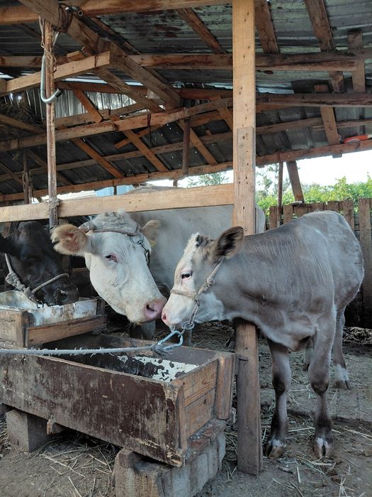 Сауын  бызаулы  сйыр