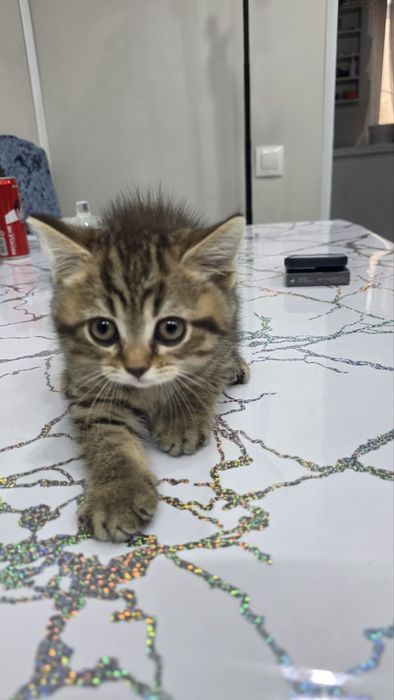 Продам котят шотландцев